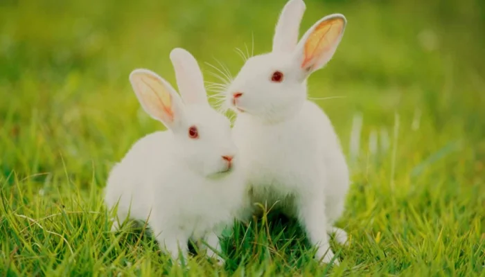 Rabbits Communication With Each Others