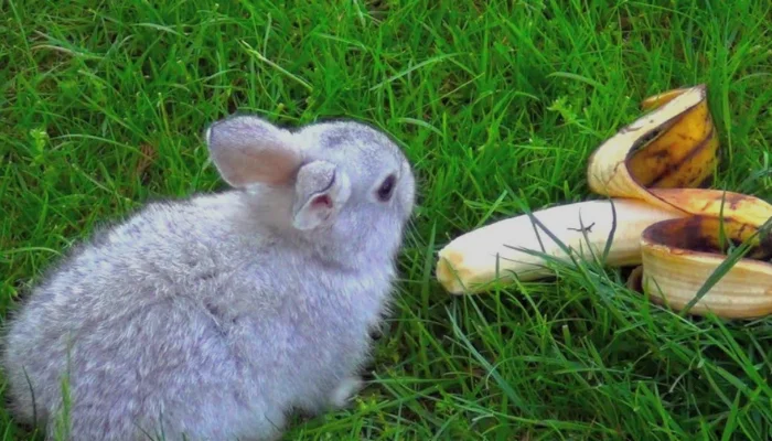 Can I Feed My Rabbit Bananas