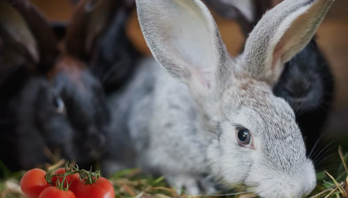 Can Rabbits Eat Tomatoes Is a Good Diet
