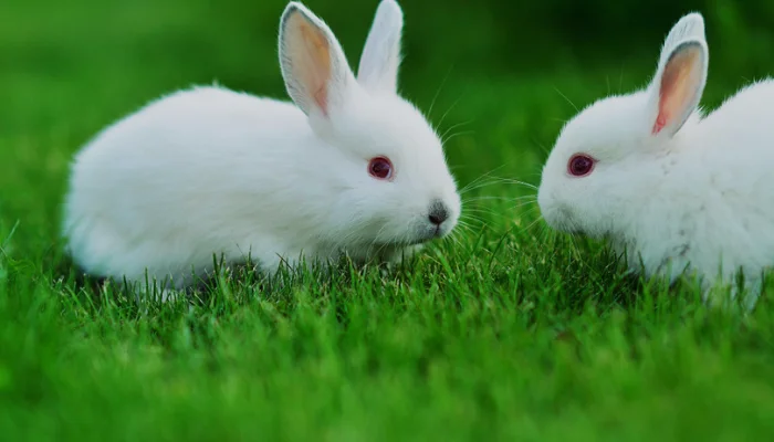 Rabbits Communicate With Each Others