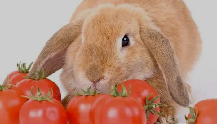 How to Feed Tomatoes to Your Rabbits