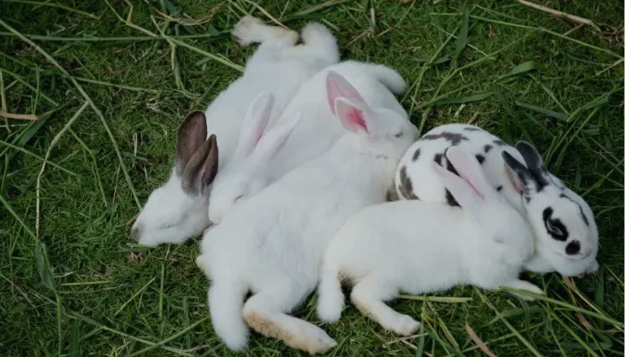 Rabbits Sleeping Together