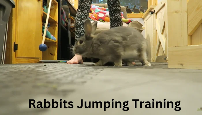 Rabbits Jumping Training