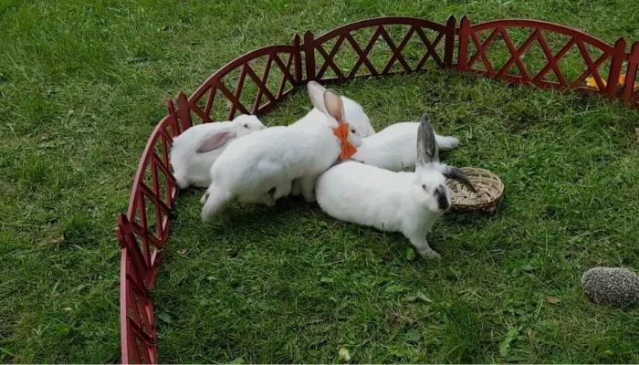 rabbits jump over obstacles