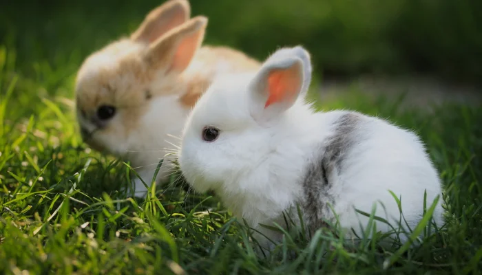 rabbits can communicate with each other