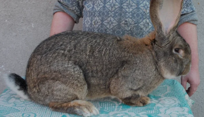 Can Flemish Giant Rabbits Eat Grapes