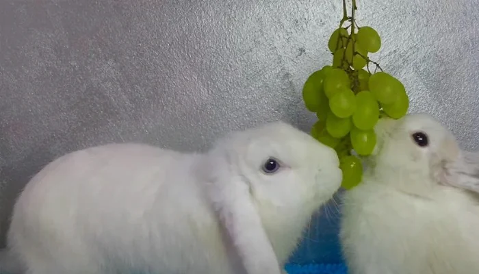 Can Pet Rabbits Eat Grapes
