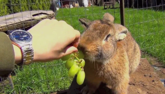 How I Feed Grapes To My Rabbits
