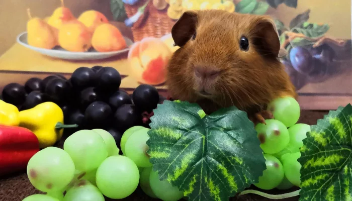 How to Feed Rabbit Grapes?