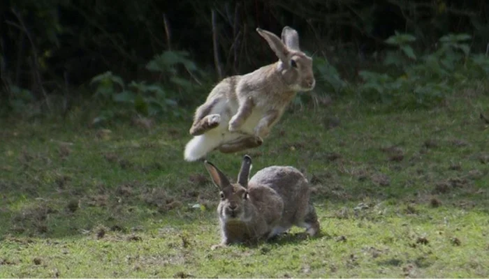 Why Do Rabbits Jump Over Each Other