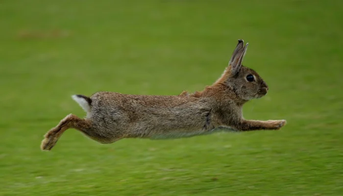 Why Do Rabbits Jump Straight Up in The Air