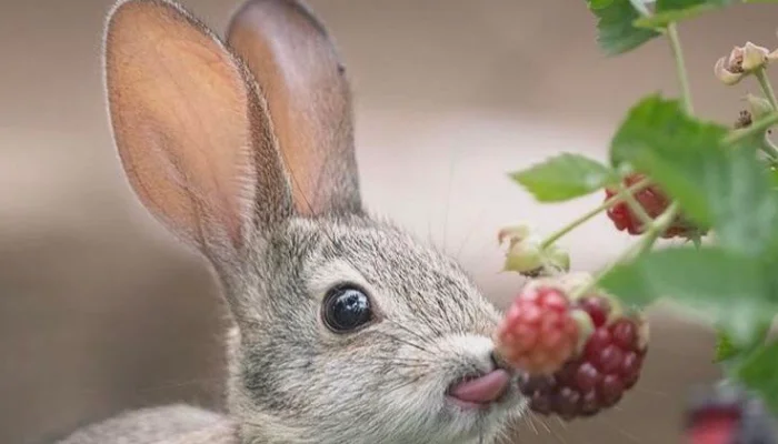 Can Rabbits Eat Grape Vines