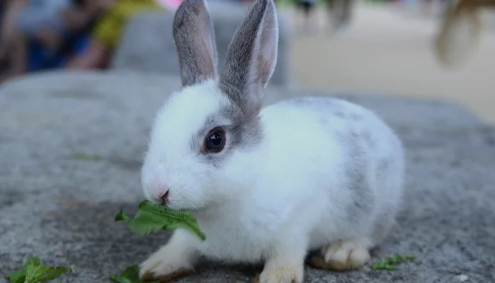 Can Rabbits Eat GrapeVines