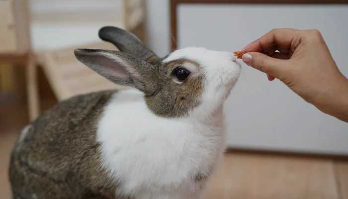 Can Rabbits Eat Grapefruit