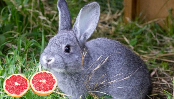 Can Rabbits Eat Grape fruits