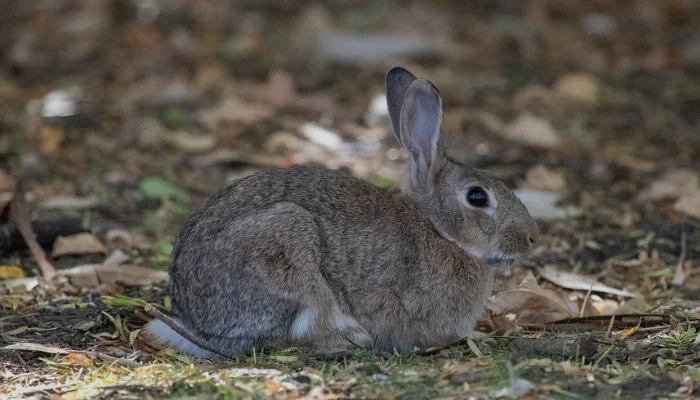 Homing Behavior in Pet Rabbits