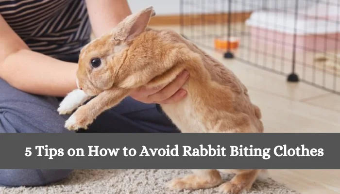 5 Tips on How to Avoid Rabbit Biting Clothes