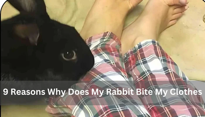 9 Reasons Why Does My Rabbit Bite My Clothes With Solution