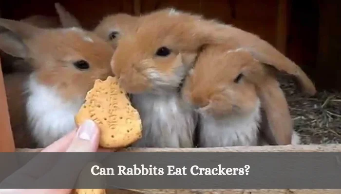Can Rabbits Eat Crackers