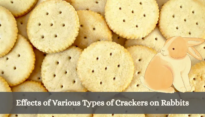 Effects of Various Types of Crackers on Rabbits