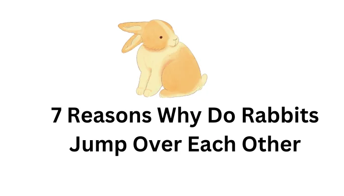 7 Reasons Why Do Rabbits Jump Over Each Other