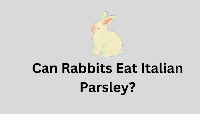 Can Rabbits Eat Italian Parsley?